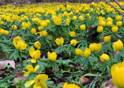 Winterlinge  Gelbe Pracht In Jena 2024 27